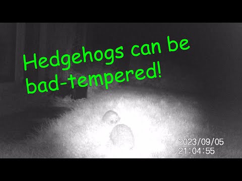 Hedgehogs on our night vision camera, 6th September 2023