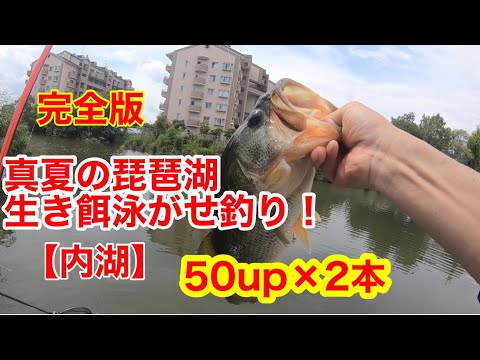 【真夏の琵琶湖(内湖)で泳がせ釣り】完全版#琵琶湖バス釣り #琵琶湖釣り #ブラックバス #ブラックバス釣り #デカバス #生き餌