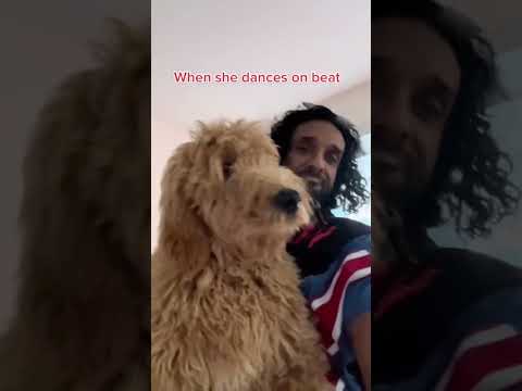 When my dog dances on beat. #shahshorts #dayofshah #dogshorts #fluffy #dancingdog #dogs #shortsvideo