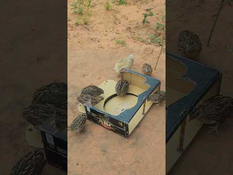 DIY Quail Trap #youtubeshorts #animaltrap168,9M #shortsvideo