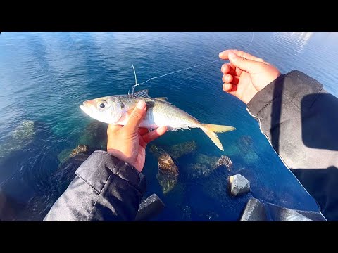 大物釣るならデカアジの泳がせ釣りが最強でした