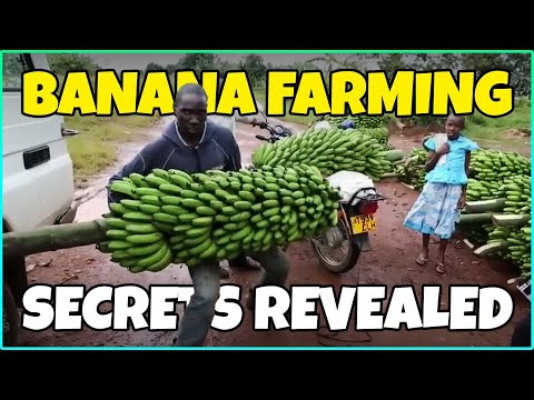 Banana Farming Secrets Revealed | Banana Growing Tips & Tricks