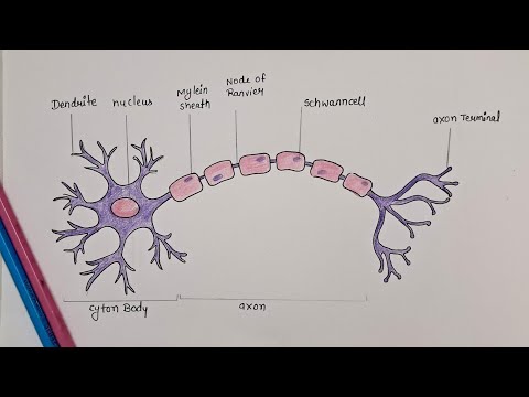 how to draw a neuron or nerve cell//biology diagram//neuron cell structure