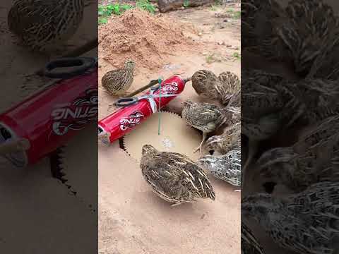 really good bird trap using paper box