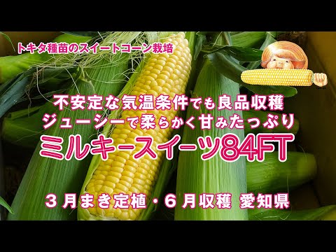 【スイートコーン栽培事例】【ミルキースイーツ84FT】　開花時期の不安定な気温条件でも良品収穫　愛知県　3月まき・定植、6月収穫　育苗のポイント　移植栽培　フルーツコーン スイートコーン　トキタ種苗