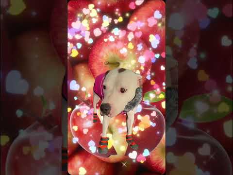 EZ_Zola apple #ezfam #zola #fypシ゚viralシfypシ゚ #viralvideo #funnyvideos #petdog #funnydogs #apple