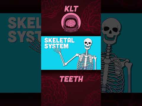 How Many Teeth Do You Have? | Human Body Songs For Kids | KLT Anatomy #shorts