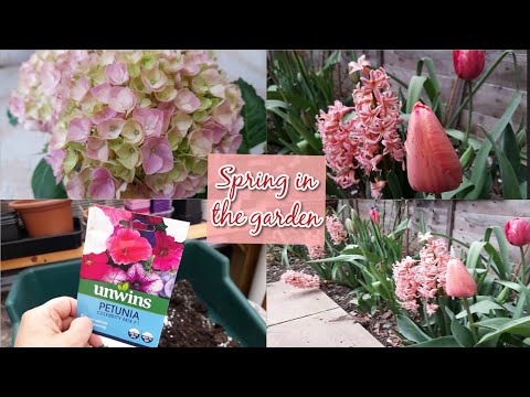 Hello Spring 💛 Spring bulb display, Mothers day Hydrangea, Honesty blooms & sowing Petunias 🌸