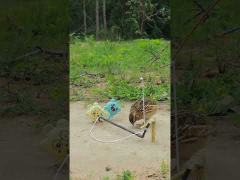 Extremely idea effective quail trapping techniques #shortvideo #techniqueuniquetrap #animaltrap