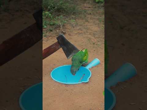 DIY 2 Bird Trap in 1 Video - Quick Installing Parrot Trap Technique #ytshorts #shortvideo #birds