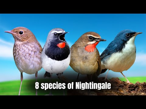 What Makes These 8 Nightingale Species So Extraordinary?