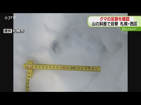 ついにこの季節が始まる…　札幌でことし初のクマ目撃　雪の上には足跡くっきり　西区小別沢