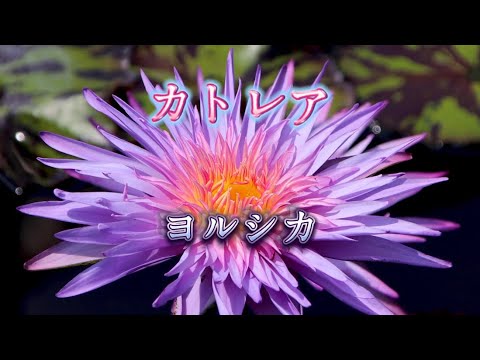 カトレア  ヨルシカ（歌詞付き）