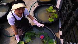 睡莲的种植（Planting the water lily）