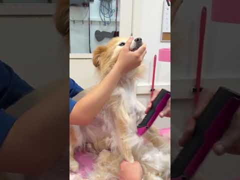 Grooming Our Pets 🐶 Cute Animals for Kids  #oliverandlucas