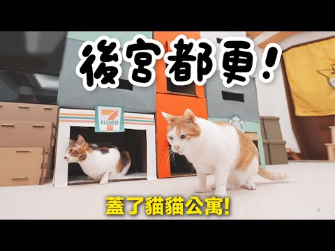 【黃阿瑪的後宮生活】後宮都更！蓋了貓貓公寓！