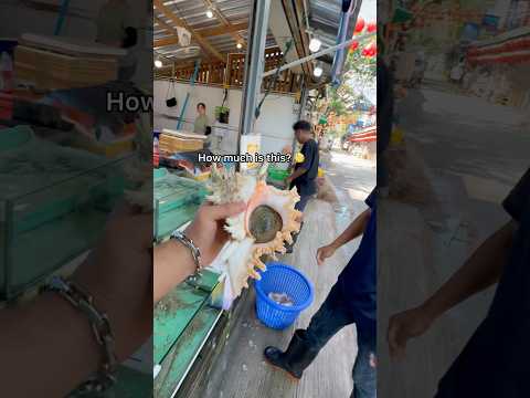 Buying MASSIVE Sea Snail