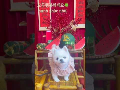 #tet2025 #nấmmối #cúncondễthương #cutedog #포메일상