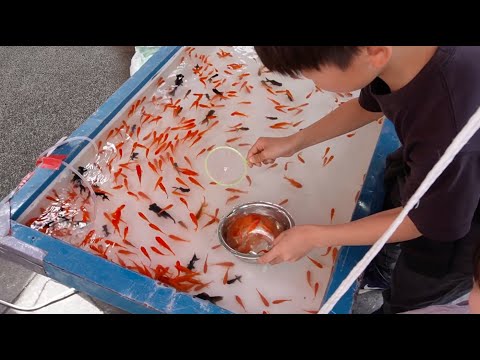 金魚すくいの達人