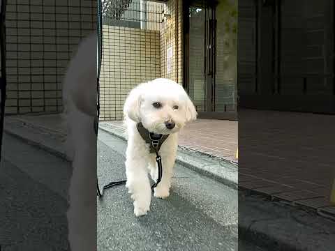 京都🐕オシャレすぎる通り、御幸町通をわんこと歩いて紹介したよ～😊🐶 #京都旅行#京都観光 #京都グルメ #maltipoo #京都ランチ #京都カフェ