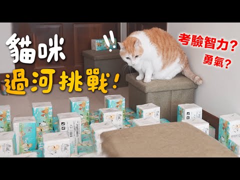 【黃阿瑪的後宮生活】貓咪過河挑戰！到底考驗智力還是勇氣？