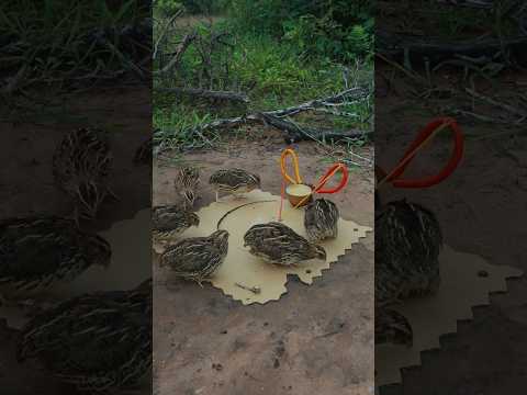 DIY Techniques for Building a Genius Underground Quail Trap #birdtrap #animaltrap #shorts