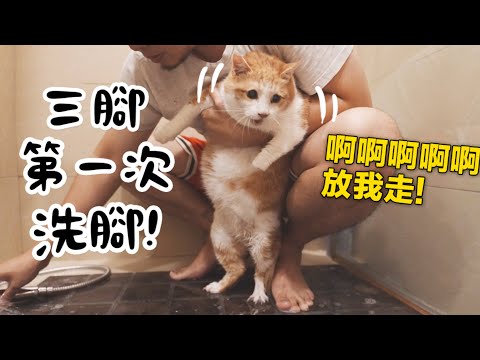 【黃阿瑪的後宮生活】三腳第一次洗腳！貓生初體驗！