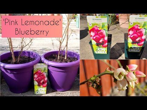 'Pink Lemonade' Blueberry Repotting | Update on my Blueberry 'Duke' 🫐