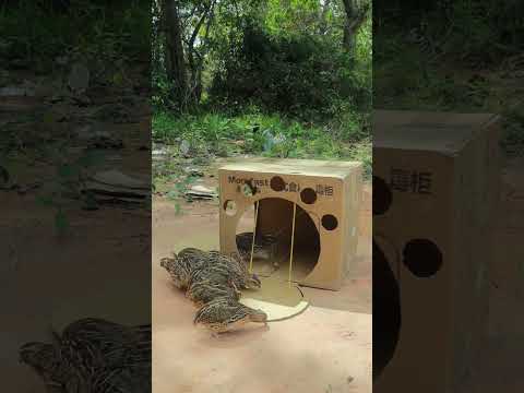 Catch MORE Birds with this Creative BIRD TRAP - Primitive Quail Trap #youtubeshorts #shortvideo