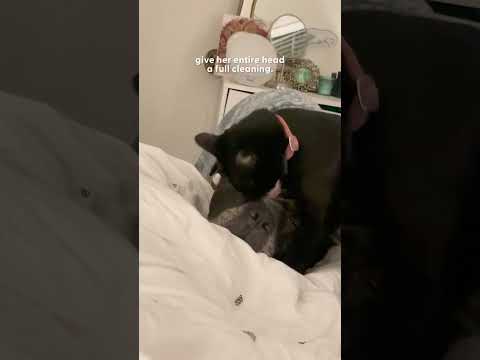 Kitten Gives Mastiff The Sweetest Head Kisses | The Dodo