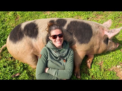 Lazy Farmer Uses Pigs to Clear Forest