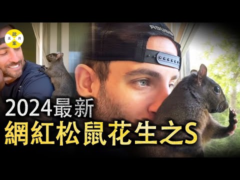 2024最新 生活在紐約上州的網紅松鼠花生pnut自從和馬克建立了密不可分的關係 它的生活開始轉變#2024最新#網紅松鼠#網紅故事#網紅松鼠花生#熱門#情感#分享