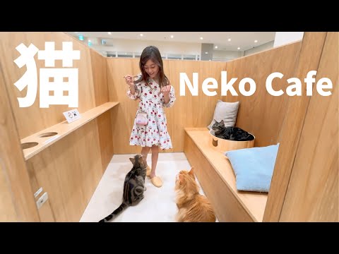 【Japón】Neko Cafe / 猫カフェに行ってきたよ