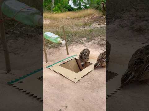 New! Making diy quail trap using paper and bottle plastic #shorts