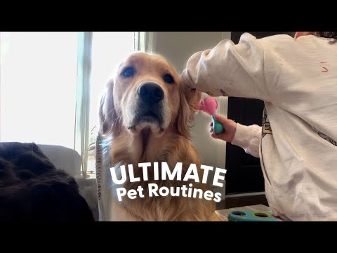 Golden Retriever Runs A Day Care For Kids | The Dodo