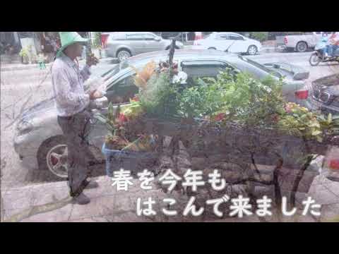 花水仙　／　八代亜紀