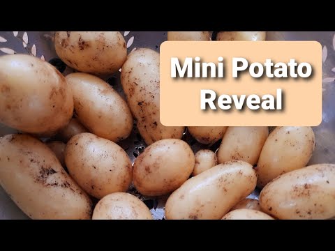 Potato Reveal: A forgotton bucket of  xmas potatoes 🥔🥔 UK