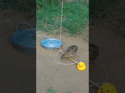 Amazing Idea! Unique DIY Quail Trap #shorts #shortvideo #techniqueuniquetrap