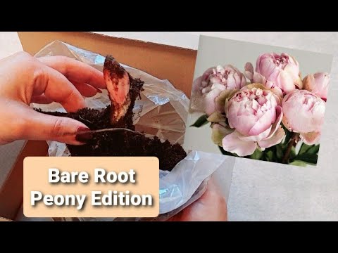 Peony Edition: Planting Pink Bare Root Herbaceous Peonies 🌸 UK 🌸