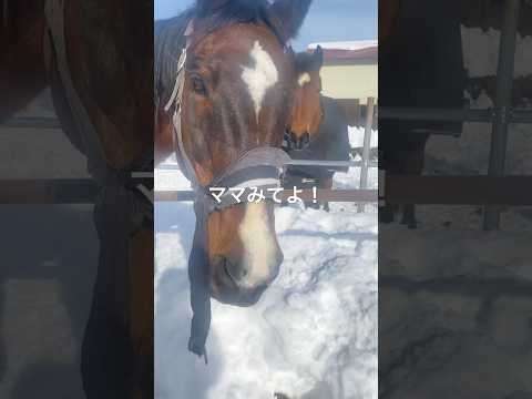 (無口相撲)デジャヴ「犯人は誰ですか？」 #サチモ #horse #無口コント #Akoさん無口ありがとうございます #🤣💦