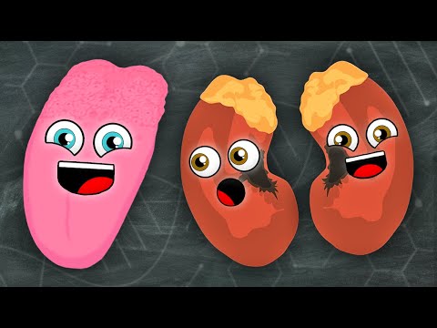 Kidneys and Tongues, Everyone! | KLT Anatomy