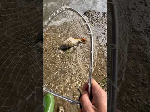 Speed catch carp