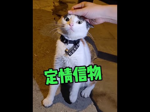 爸妈分手那天，把我扔在了马路上……#三花猫#田园猫#流浪猫