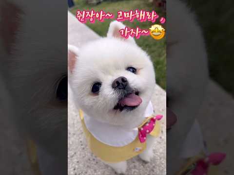 #무빙챌린지 #포메일상 #cutedog #cúncondễthương