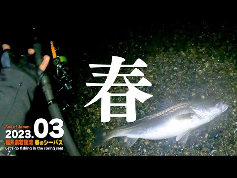 【福井シーバス❗️】春の海を求めて。若狭湾で銀鱗の魚を釣る‼️