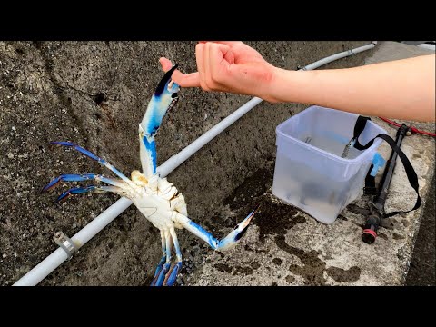 I got pinched by the STRONGEST blue crab【ENG SUB】