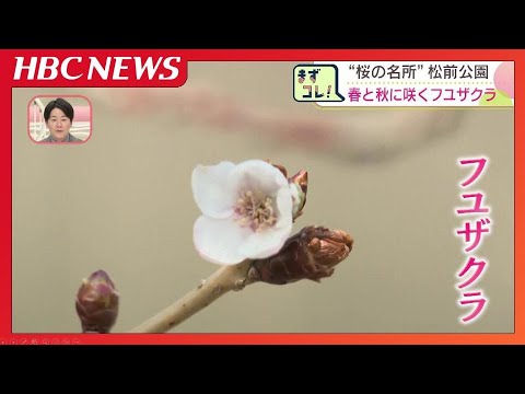 北海道南部の桜の名所“松前公園”でフユザクラが咲き始める　ソメイヨシノより早く咲く“超早咲きのサクラ”は春と秋の年2回開花　北海道松前町