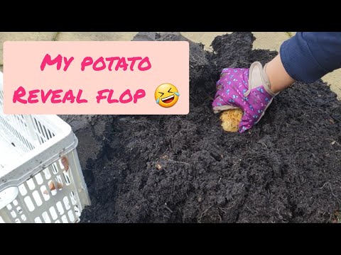 My first potato reveal 🥔.... it was a flop 😅