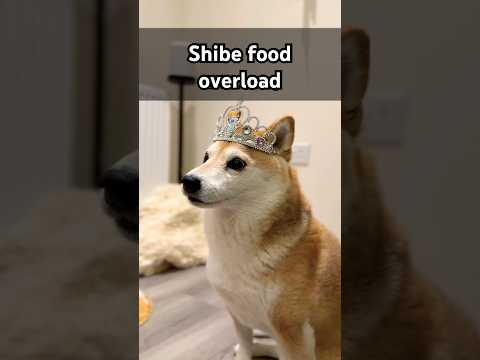 Food OVERLOAD‼️ #shibainu