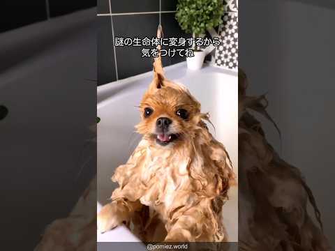 【回転犬】ポメラニアンの可愛すぎる解説